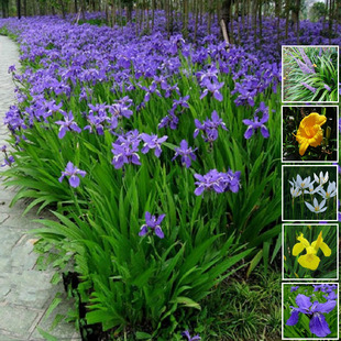 �Sβ���{�����������������Ե���ͥԺ�̨�����ͺ��L���m��ˮ�ٺ�