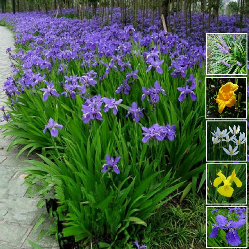 Цветок ириса Голубая бабочка Многолетний цветок Рассада в горшках Полевая посадка Сад Балкон Цветок Морозостойкий Ветер-дождь Орхидея Духи Лилия