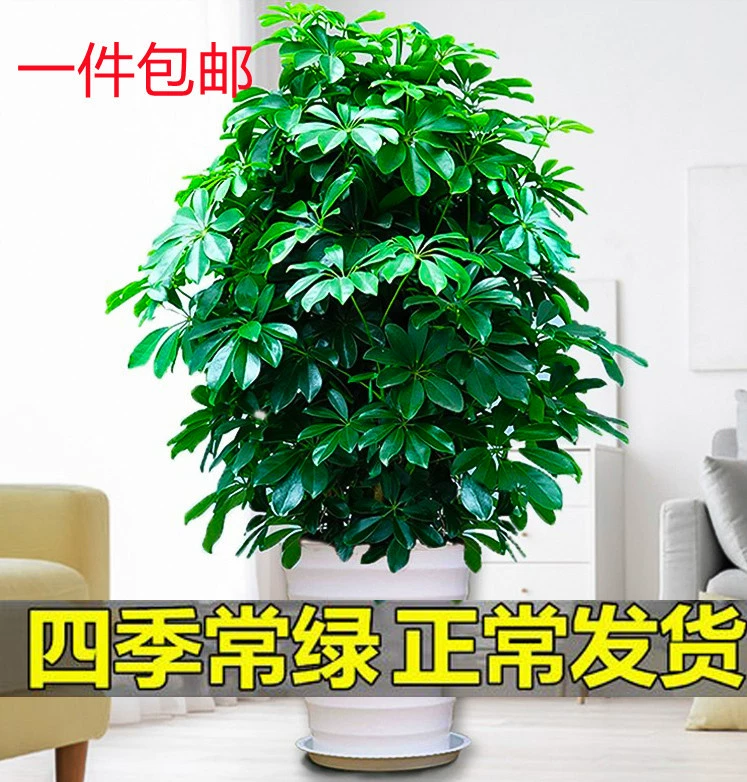 Утиные лапки Древесные горшечные растения во всех направлениях, чтобы заработать деньги, большие зеленые растения в помещении, зеленые деревья удачи, чтобы очистить воздух, утиные лапки Древесина оптом