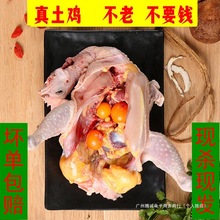 正宗三年老母鸡土鸡竹林农家散养走地笨鸡黄油母鸡现杀月子鸡炖汤