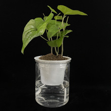 小植物魔豆种子 可刻字易种爱情相思豆 桌面创意迷你小盆栽