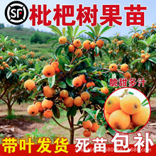枇杷树苗嫁接苗当年结果南北方种植盆栽地栽脆甜多汁特大带叶发货