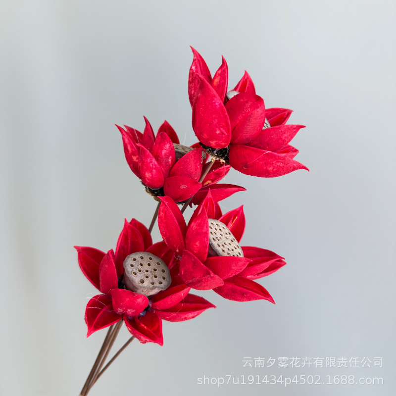 Cuatro flores rojas de Bauhinia