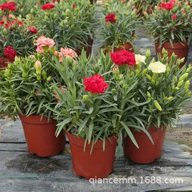 盆栽;种子;园林果树