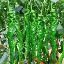 �����ݽz�������ݽz�N�Ӹ߮a�������������߲˷N������������