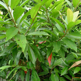 Duying Seeds Duying Forest Tree Seeds Large Quantity Discount High Survival Rate