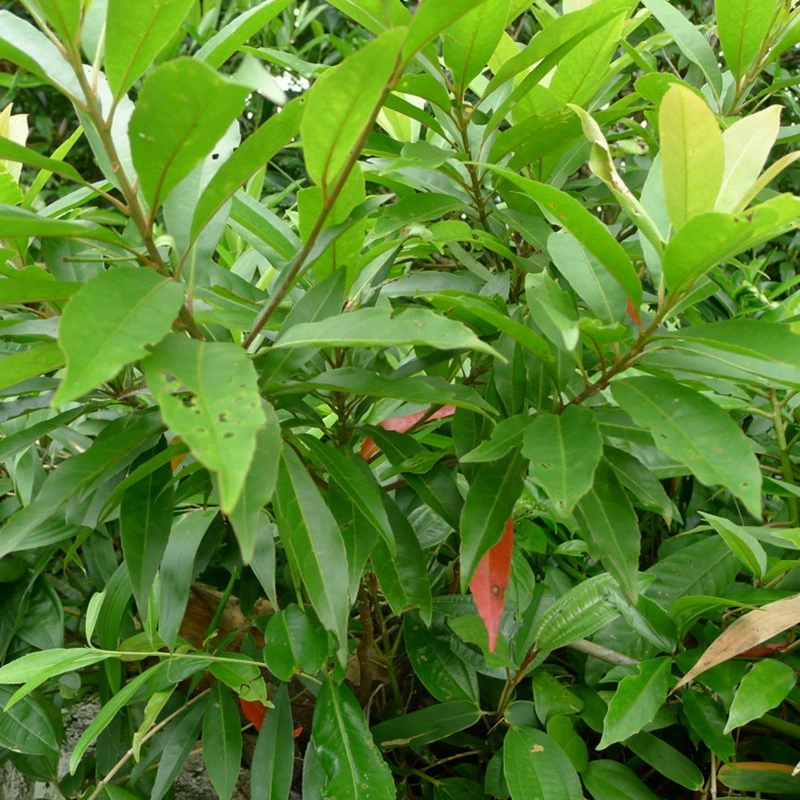 Семена друвы, семена лесного дерева друва, скидки при оптовых закупках, высокая выживаемость