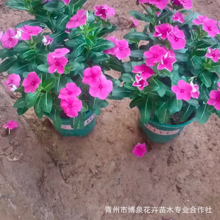 Mubenshengtiankai Periwinkle Plug Seedlings Imported Periwinkle Seasonal Grass Flowers Sea Flower Belt Flower Bed Greening