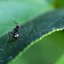 黑螞蟻養生泡酒黑螞蟻干保健黑螞蟻粉中葯材泡水純野生擬黑多刺蟻