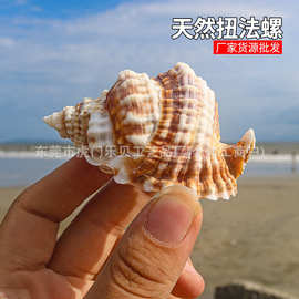 扭法螺 5-6厘米天然海螺贝壳橱窗摆件装饰鱼缸造景收藏标本螺批发