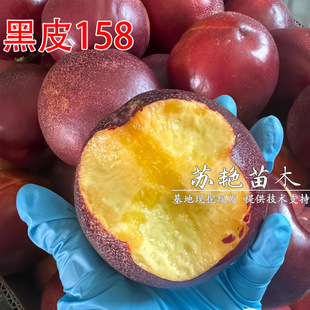 ��Ʒ�N�ش����Ҙ����6�O�����Ƥ158�������̿�^�������Ҙ���