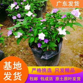 一件代发双色茉莉花盆栽浓香型四季开花不断变色鸳鸯番茉莉花苗绿