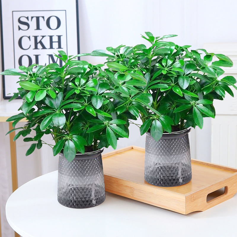 행운나무 4그루 25-30cm + 별똥별 2개 특별 제공