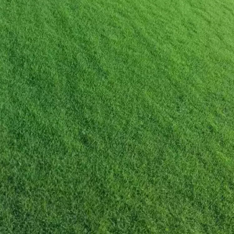 Бермуды, микс из ревеня, газонное покрытие, озеленение, натуральный газон, гольф-поле, райская трава, основа