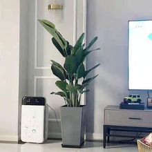 天堂鸟盆栽客厅室内大型植绿植鹤望兰办公室净化空气除甲醛真植物