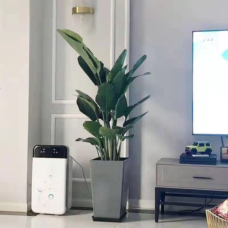 天堂鸟盆栽客厅室内大型植绿植鹤望兰办公室净化空气除甲醛真植物