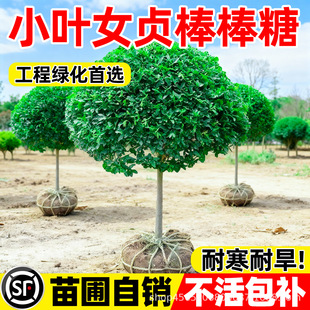 С�~Ůؑ���������͘�ͥԺ�e���G�����Ե����^�p�ļ������ͺ��ͺ�