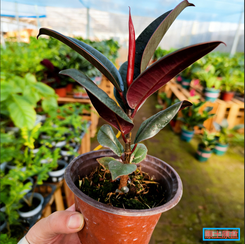 [desktop model] rubber tree original pot