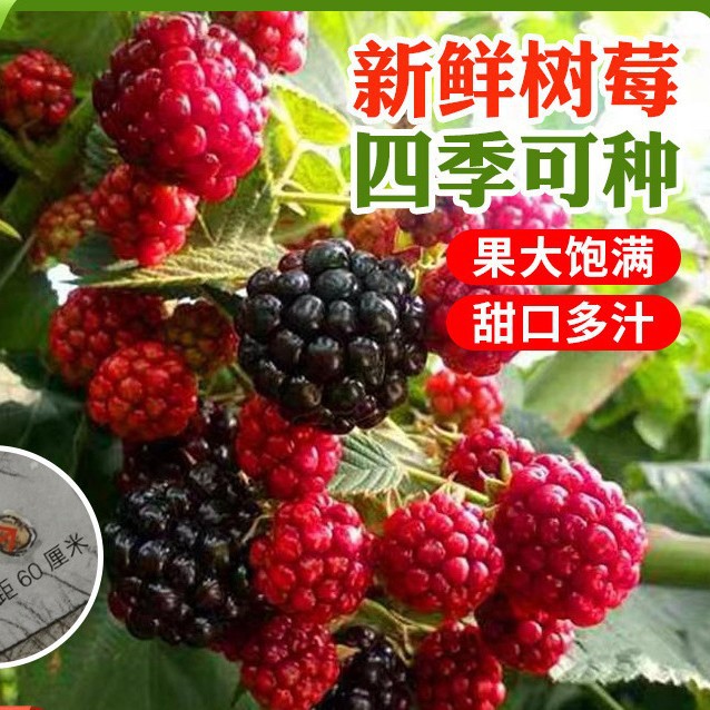 树莓种子南北方四季播种阳台盆栽小院种植简单高产水果果树种