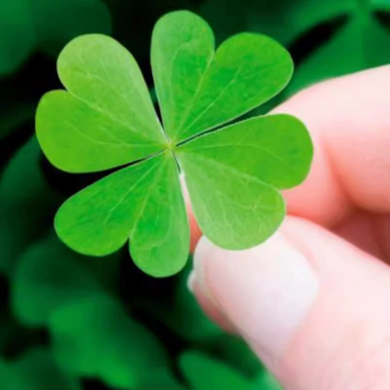 Семена цветов четырехлистного клевера для балкона, горшечные растения и цветы, легко сеять в любое время года, комнатные цветы и балкон, 50 семян