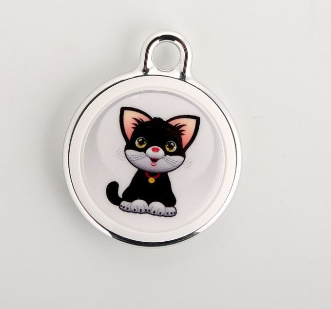 Round kitten