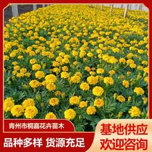 基地供应批发孔雀草花苗带花苞用花苗 花卉苗木基地