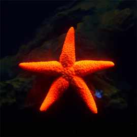 现货供应仿真海星DIY鱼缸微景观造景装饰摆件玩具插件塑料小海星