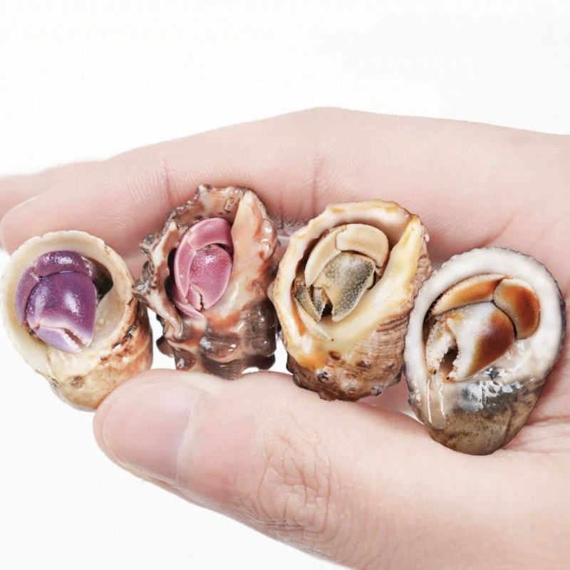 land hermit crabs — ornamental freshwater pets, multicolor mini to large, sizes 1–5 cm