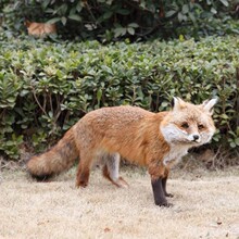 ��Ƥ�������ģ�ͷ�����Ʒ��ؔ�[�������쾰�b�Ʒ�S��Ӱҕ����