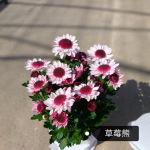 荷兰菊热卖草莓熊盆栽非洲菊苗四季开花庭院 三文鱼多头小雏菊苗