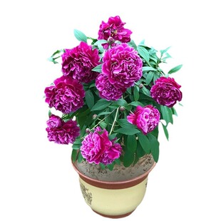 ���l ��ș���玧ѿ�l؛��������ș���K��ș�N��Ʒ�N�Rȫ ����r��