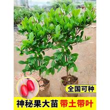 神秘果果苗果树盆栽神奇果种植果鲜果干四季阳台庭院地栽四季好养