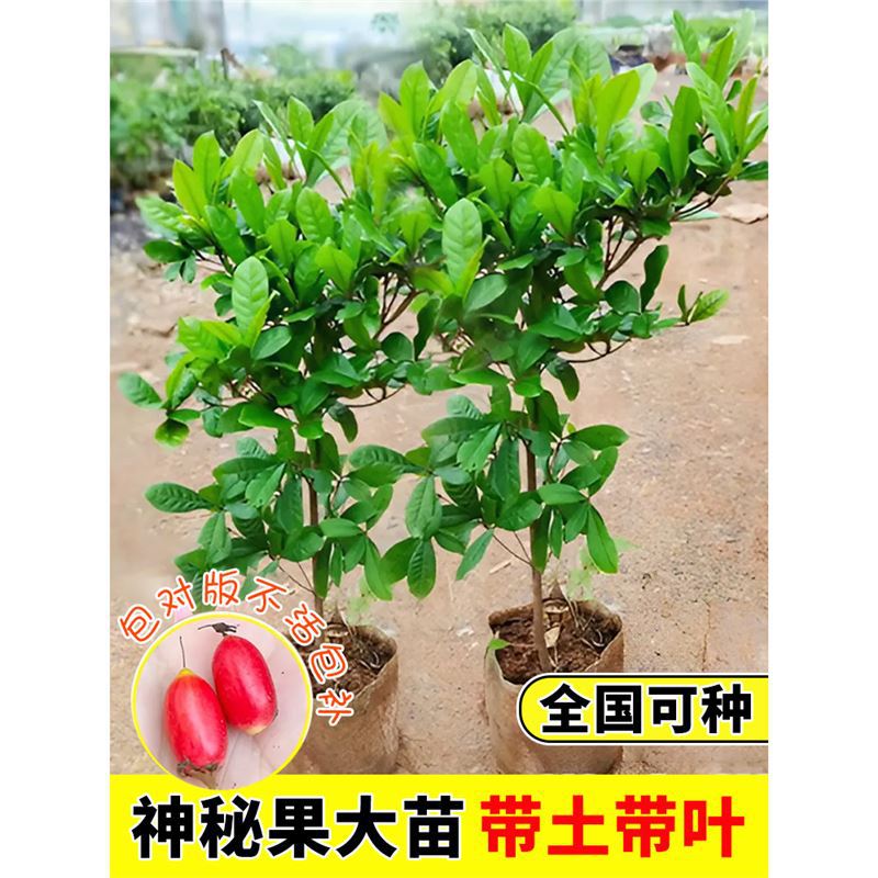 神秘果果苗果树盆栽神奇果种植果鲜果干四季阳台庭院地栽四季好养
