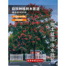 新采林木种子 栾树种子 北京栾树种籽 黄山栾树种子 北栾南栾种子