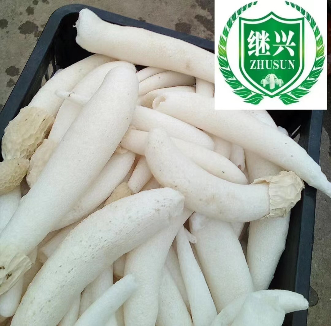 冬荪鲜1