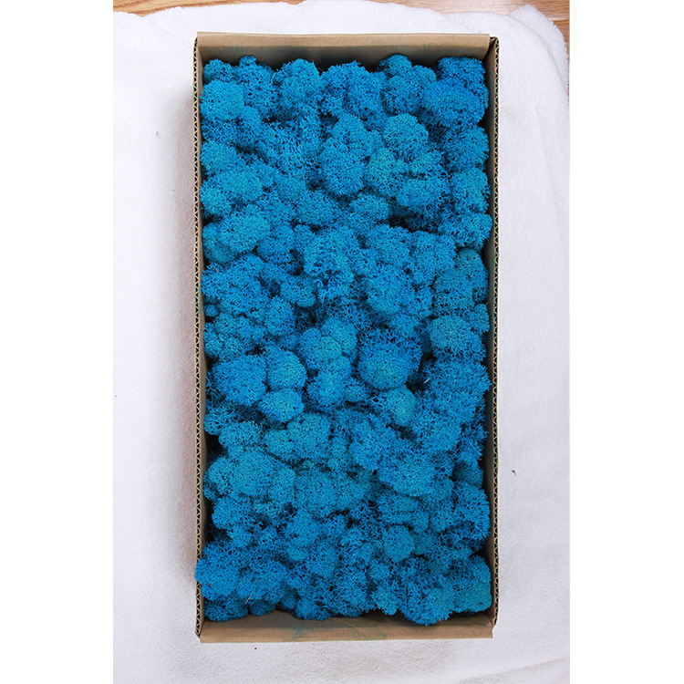 Musgo eterno ciervo musgo planta pared paisaje musgo ventana interior decoración micro paisaje eterna flor musgo