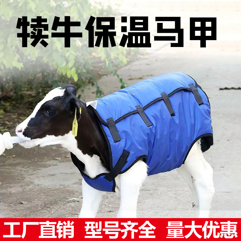 牛犊马甲小牛防寒衣犊牛保暖马甲外套加绒加厚牛犊子衣服保暖衣