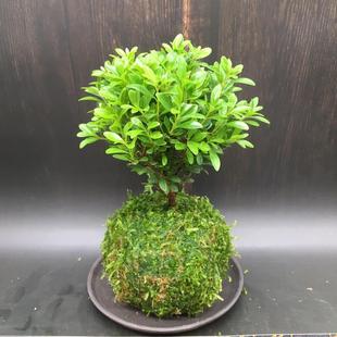 С�~����辰̦�\�����Գ�骘����Ϙ��䘶̦���̨�҃Ⱥ��B�Gֲ