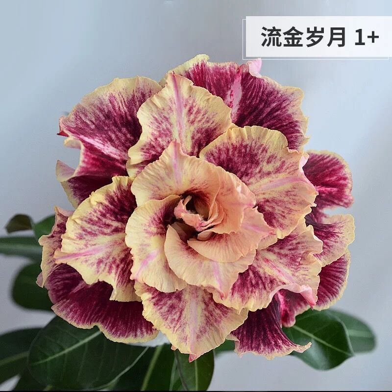 # 11 황금년 - 사막(3년생 모종)이 그 해에 피어난다