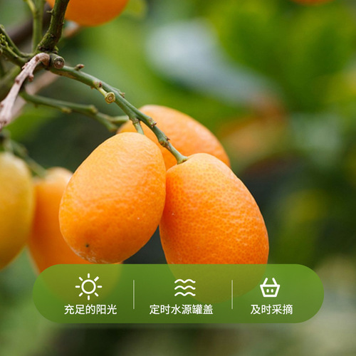 Sweet and Sour Tianshan Snow Orange Nianhuo Edible Preserved Lemon Sugar Dried Tangerine Office Snack Rock Sugar Dried Tangerine 500G