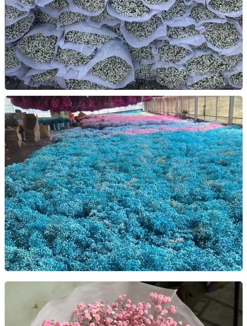 Full Sky Star, Immortal Flower, Dry Flower, True Flower Bundle, Flower Material, Gift, Flower_voghion.com