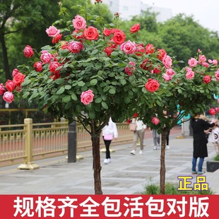 �����ǘ䘶�¼����绨�仨��ֲ��ͥԺ�ļ��_õ�厧��������