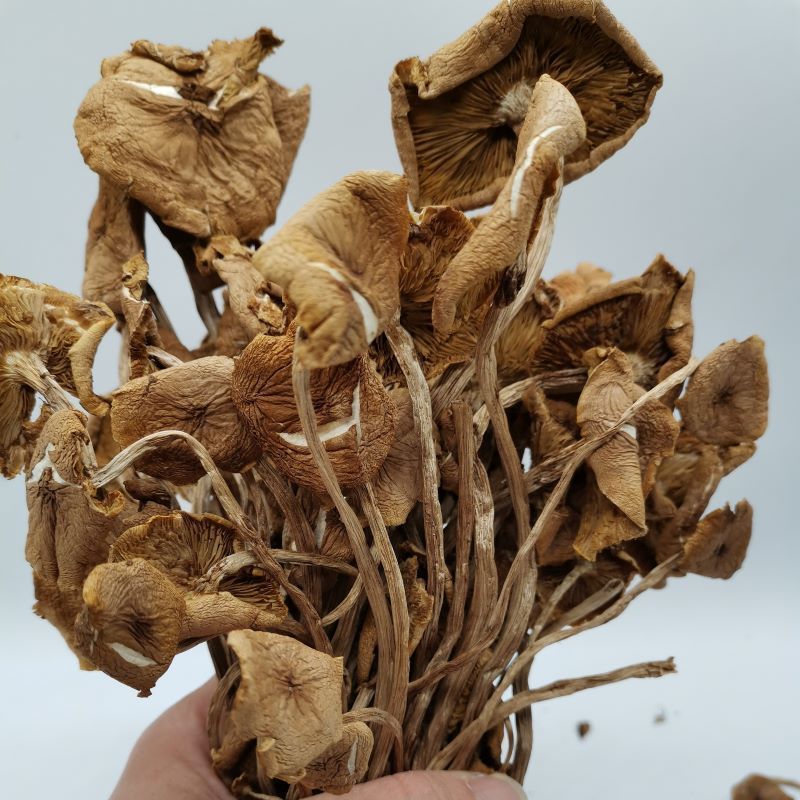 茶樹菇開傘幹貨,農家特産,新貨香菇開傘廠家批發壹件批發跨境代發