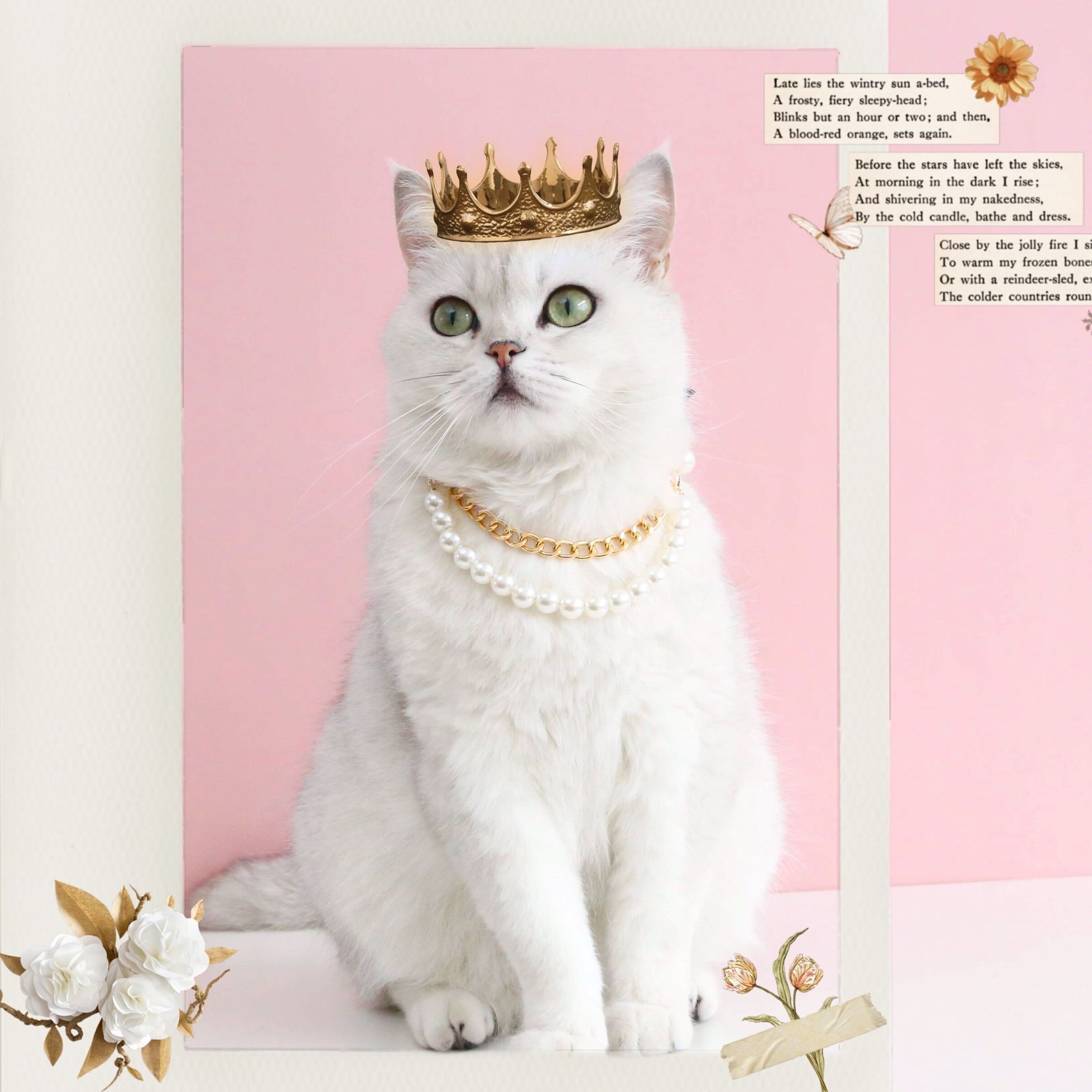 Mascotas gatos que osos perros y conejos alemanes peleas de perlas arcos collares collares accesorios de diamantes amor retro