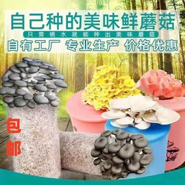 仙人掌及多肉;平菇;其他农业