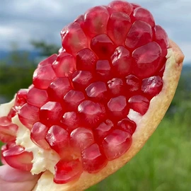 其他干货;牛肝菌;羊肚菌