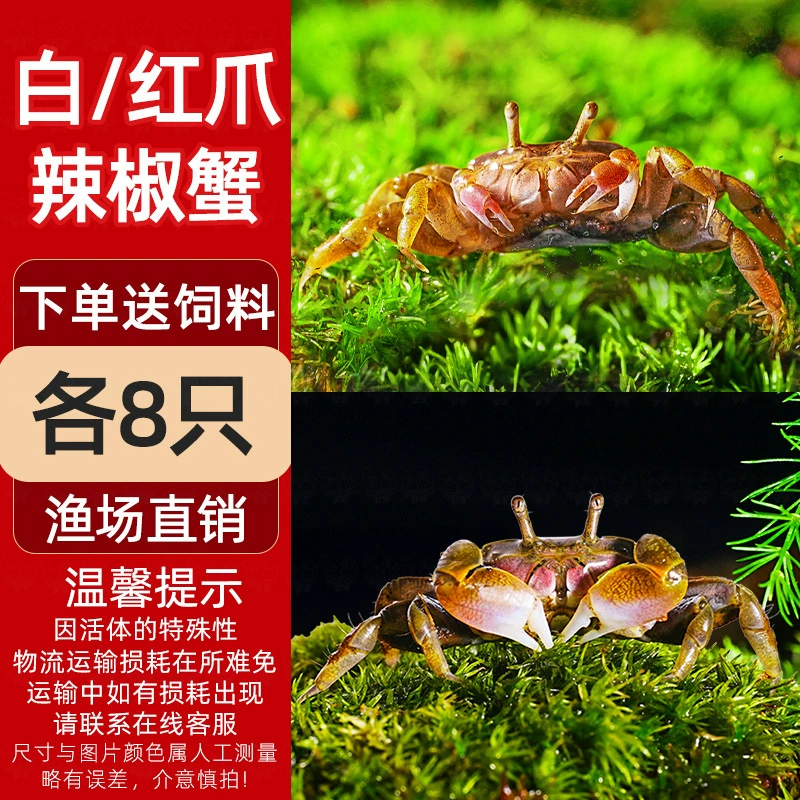 Миничилийсковая жареная крабовая ornamental Fish Hermit Crab Подводная маленькая водорослеедка Малый Краб Романтическая креветка