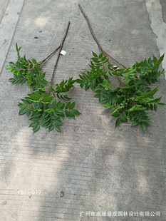 ������ľ�~��֦��ľ���~������~�Ӽ٘��쾰�b�~��ƿ�廨�����b�