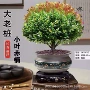 办公室盆栽小叶客厅赤楠