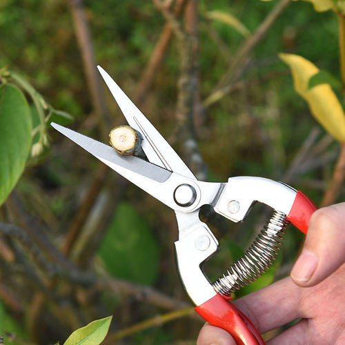 Manufacturer stainless steel pruning scissors, fruit picking scissors, vegetable and fruit scissors, grape scissors, thin fruit scissors, citrus grape scissors
